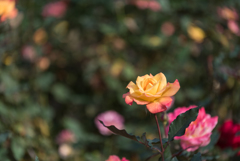 【京成バラ園(薔薇：リオ・サンバ)】20161023