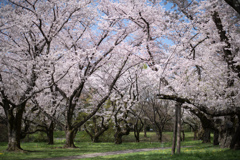 昭和記念公園【桜の園：桜林の近景】④20230329