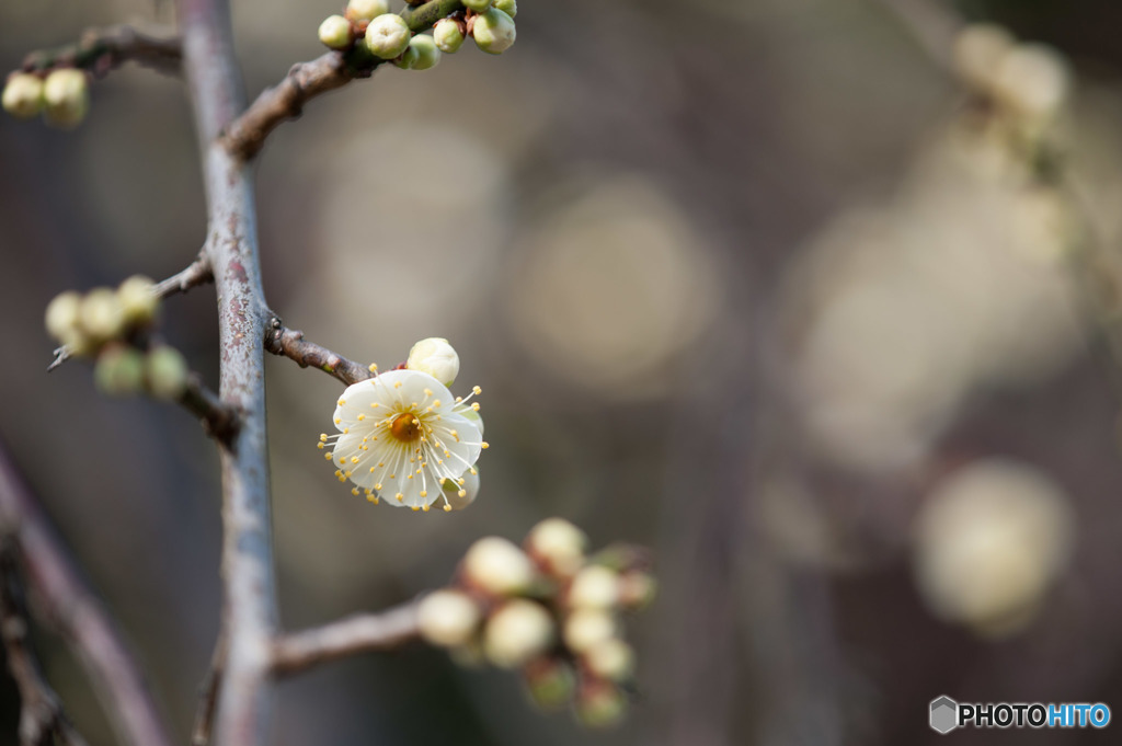 【大船植物園(緑萼枝垂)】②20160206