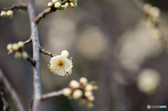 【大船植物園(緑萼枝垂)】②20160206