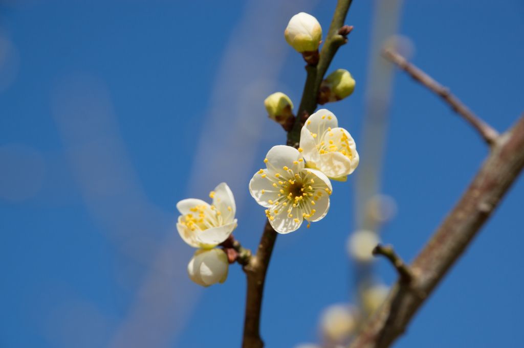 小田原フラワーガーデン【梅：月の桂】①20170128