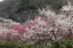 【湯河原梅林】③20150314