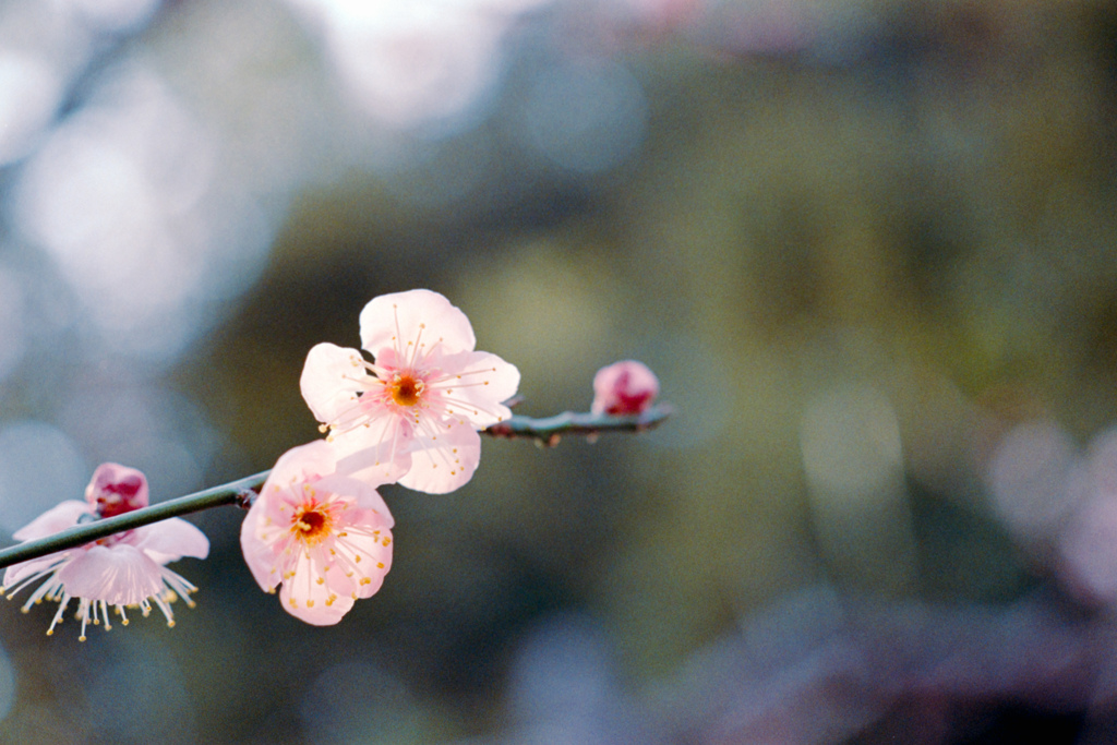 大船フラワーセンター【梅の花：道知辺】20220211銀塩NLP