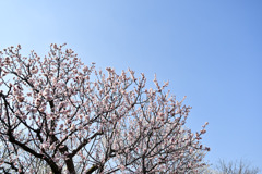 府中市郷土の森【梅の花：豊後】20250309