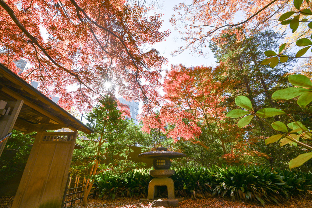都内紅葉巡り【六義園：宣春亭への門】②20251128