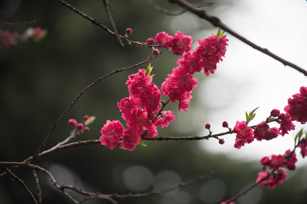 【新宿御苑(ハナモモ)】⑨20160402