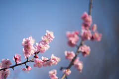 府中市郷土の森公園【梅の花：道知辺】20220305