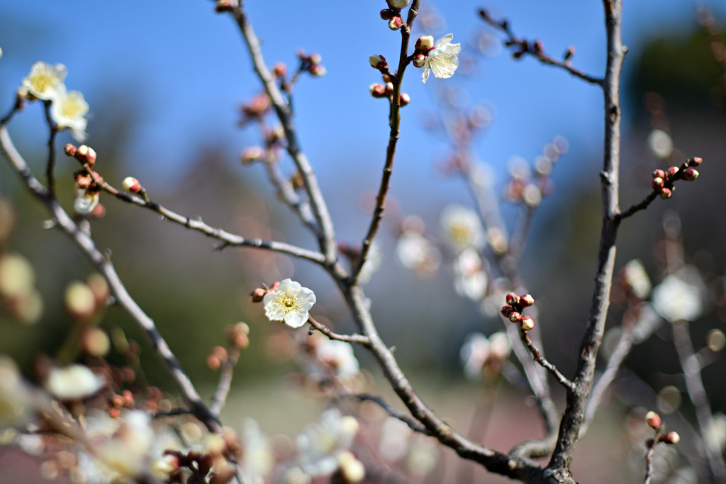 大倉山公園梅林【梅の花：白加賀】①20260206