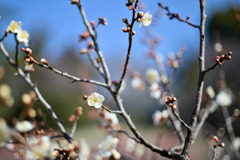 大倉山公園梅林【梅の花：白加賀】①20260206