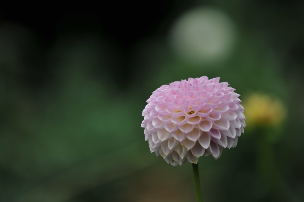 【神代植物公園・ムーミン】1