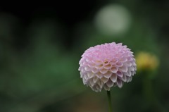 【神代植物公園・ムーミン】1