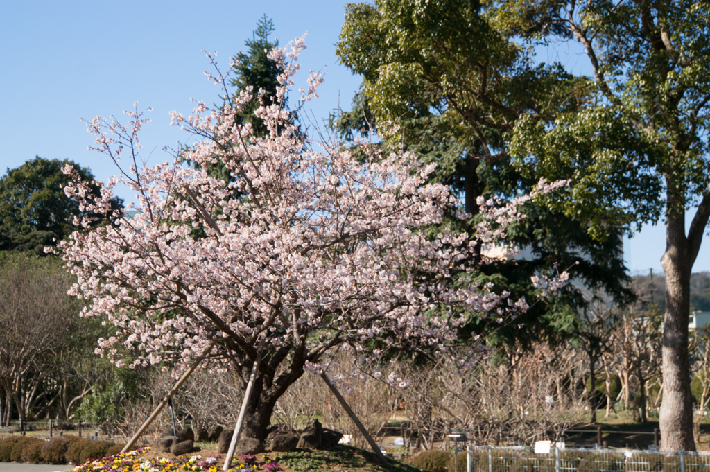 大船植物園【入口そばの玉縄桜】①20170219