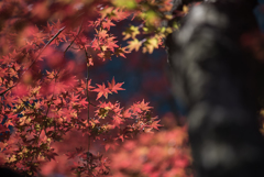 新宿御苑【上の池の紅葉】①20161126