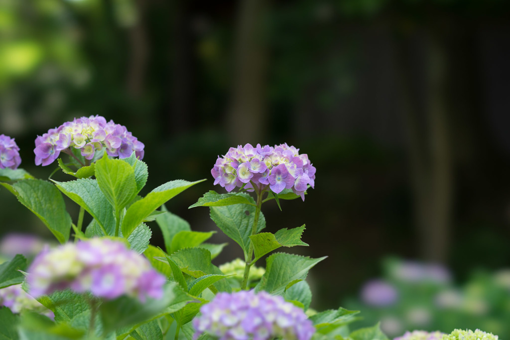 正覚寺【紫陽花】①20170604