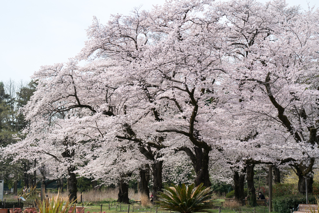 神代植物公園【サクラ：染井吉野】②20220331