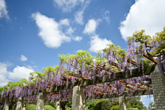 神代植物公園【藤棚(六尺藤)：遠景】②20240425