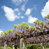 神代植物公園【藤棚(六尺藤)：遠景】②20240425