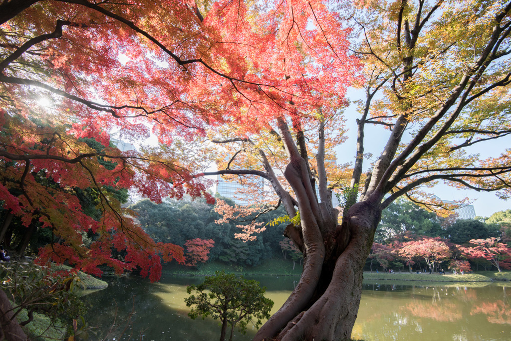 小石川後楽園【異形灯篭近辺の紅葉】20181201