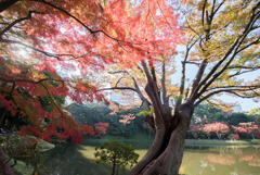 小石川後楽園【異形灯篭近辺の紅葉】20181201