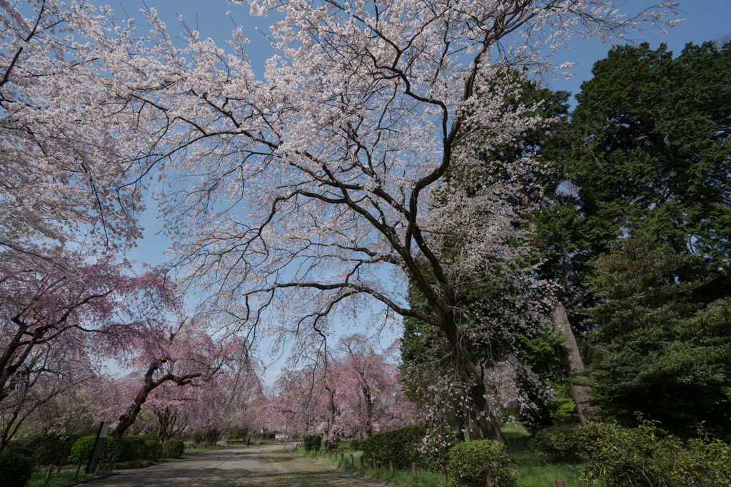 神代植物公園【サクラ：枝垂れ桜】②20220331