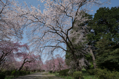 神代植物公園【サクラ：枝垂れ桜】②20220331