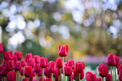 サムエル・コッキング苑【チューリップ：イルデフランス】③20260106