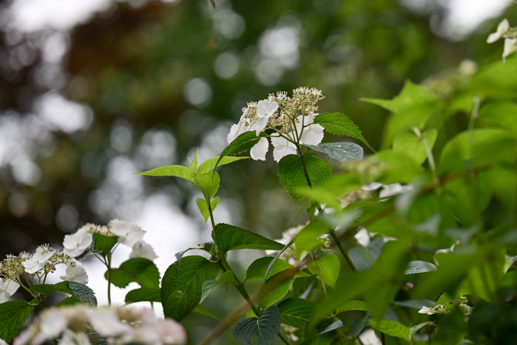 薬師池公園【咲き始めの紫陽花】20250604