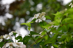 薬師池公園【咲き始めの紫陽花】20250604