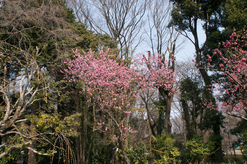 神代植物公園【ハナモモ：矢口】③20170319