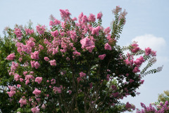 花菜ガーデン【ピンク色の百日紅】①20190818