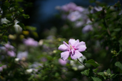 神代植物公園【ムクゲ：大徳寺祇園守】20230712