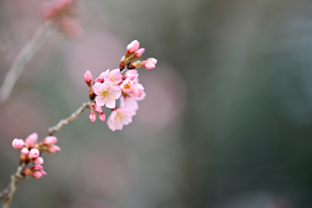 早春の新宿御苑【東海桜】②20240319