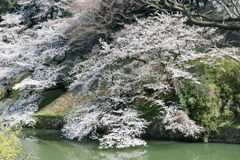 【千鳥ヶ淵緑道の桜】④20200326