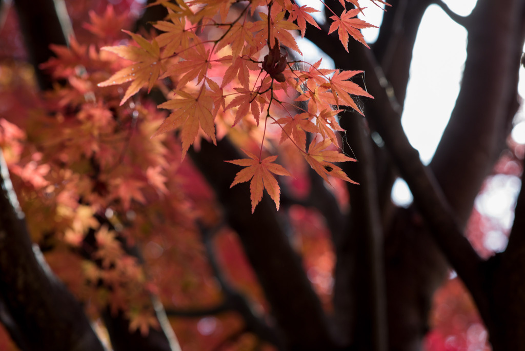 河口湖【紅葉】①20191117