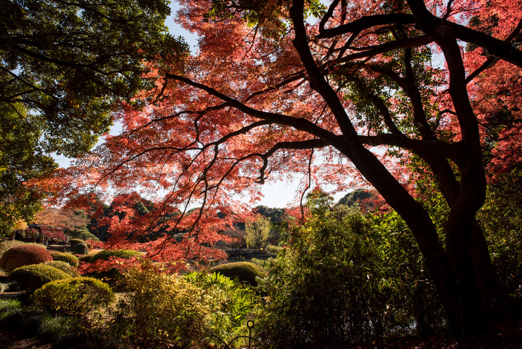 新宿御苑【上の池付近の紅葉】②20171209
