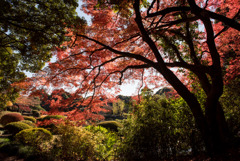 新宿御苑【上の池付近の紅葉】②20171209