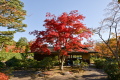 昭和記念公園【日本庭園：大モミジと清池軒】①20241119