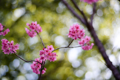 本牧山頂公園【サクラ：横浜緋桜】②20240331