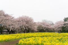 昭和記念公園【みんなの原っぱ東花畑】②20170409