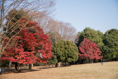 神代植物公園【自由広場の紅葉】⑤20201213