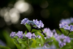 昭和記念公園【青色の額紫陽花】②20170701