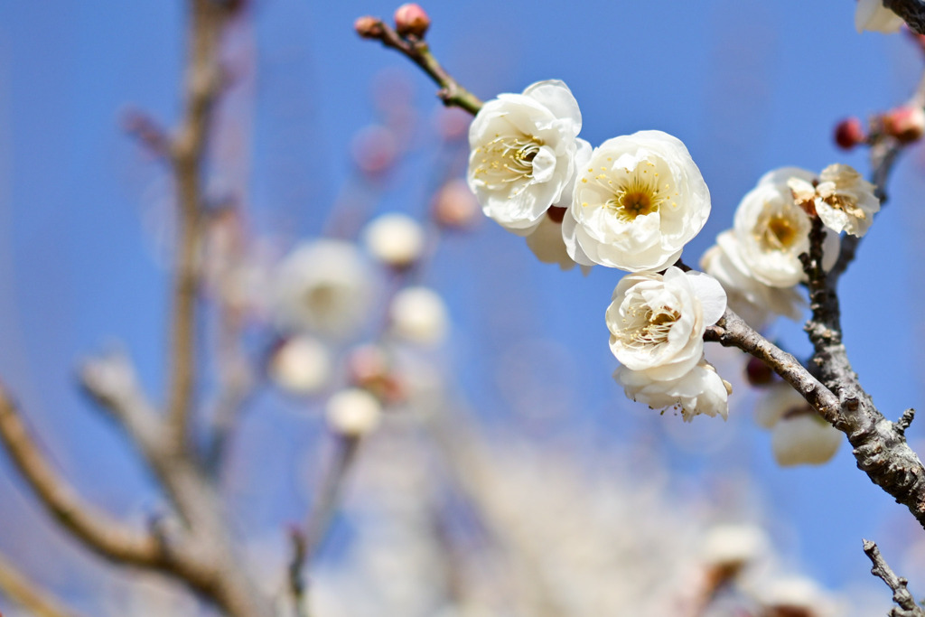 小田原フラワーガーデン【梅の花：鶯宿梅】20260130