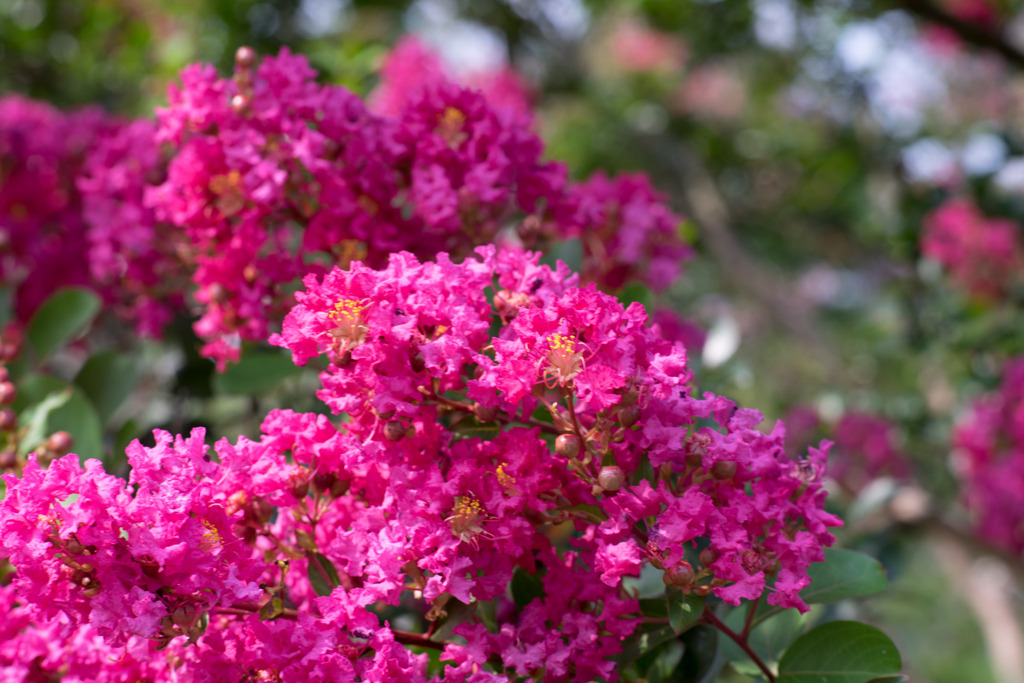 花菜ガーデン【ピンク色の百日紅】⑤20190818