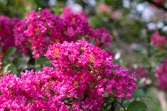 花菜ガーデン【ピンク色の百日紅】⑤20190818