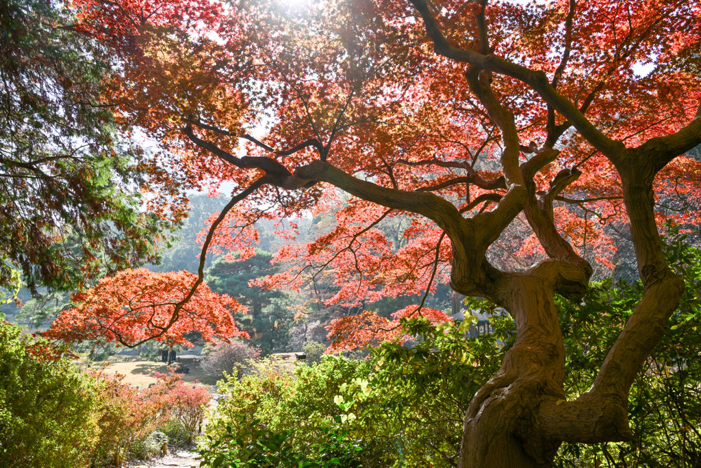 都内紅葉巡り【六義園：吹上茶屋付近】①20251128