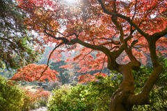 都内紅葉巡り【六義園：吹上茶屋付近】①20251128