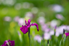 薬師池公園【花菖蒲：大紫】20250604