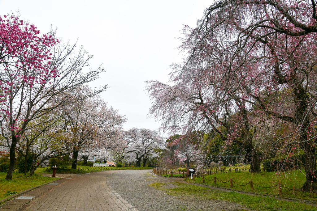 神代植物公園【さくら園の眺め】③20240406