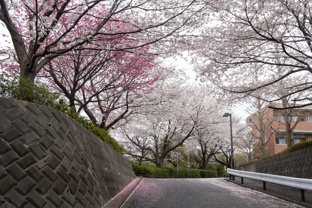 早朝ウォーキング桜巡り【老人保健施設あすなろの桜林】④20230324