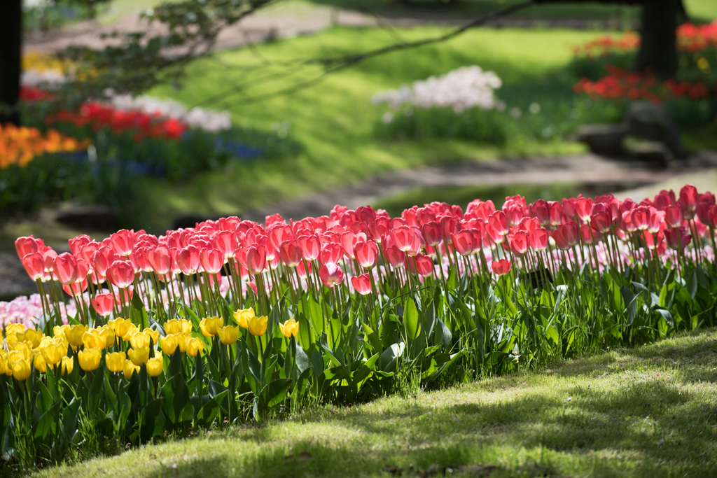 【昭和記念公園(ファンアイク)】①20150418